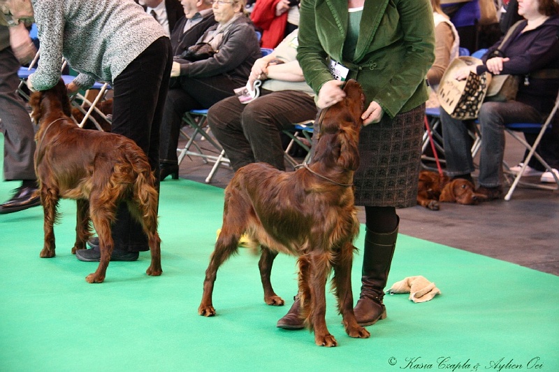 Crufts2011 120.jpg